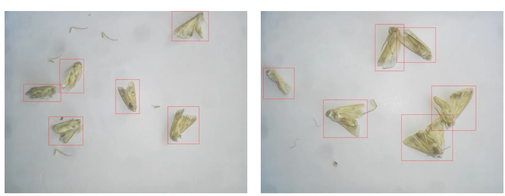 Two moth-trap photographs with red bounding boxes around detected bollworm moths.